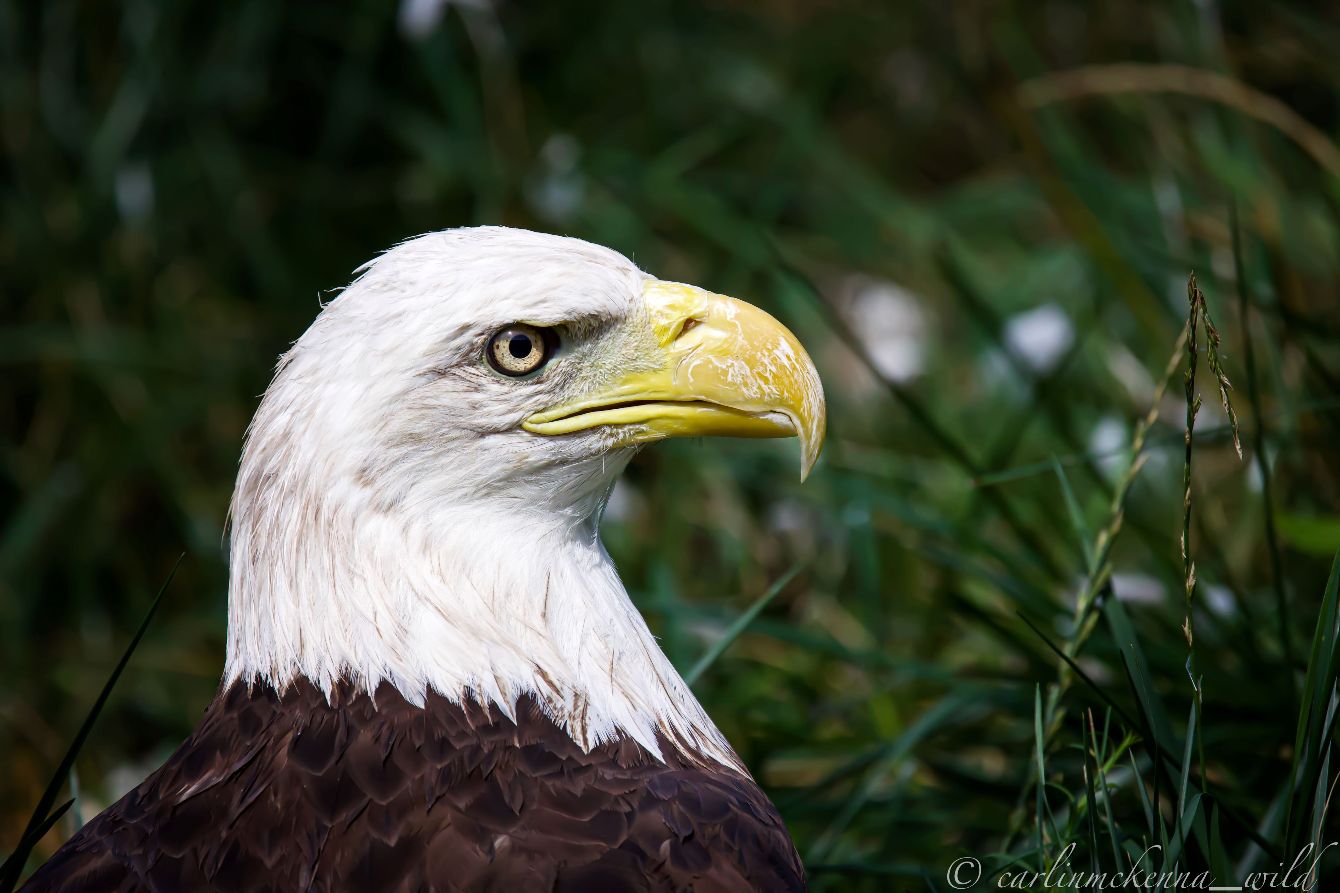 About the Help Native Birds of Prey Fly Home campaign on Bonfire 2