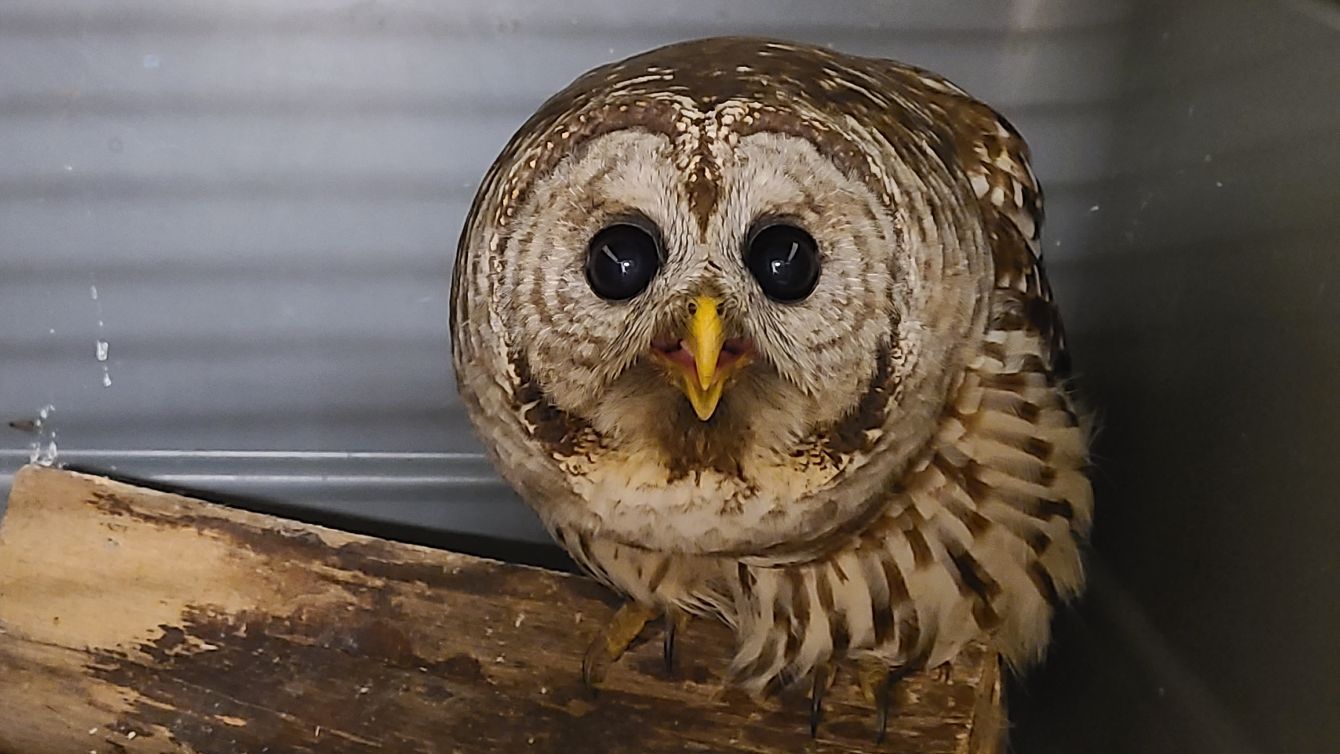 About the Help Native Birds of Prey Fly Home campaign on Bonfire 4