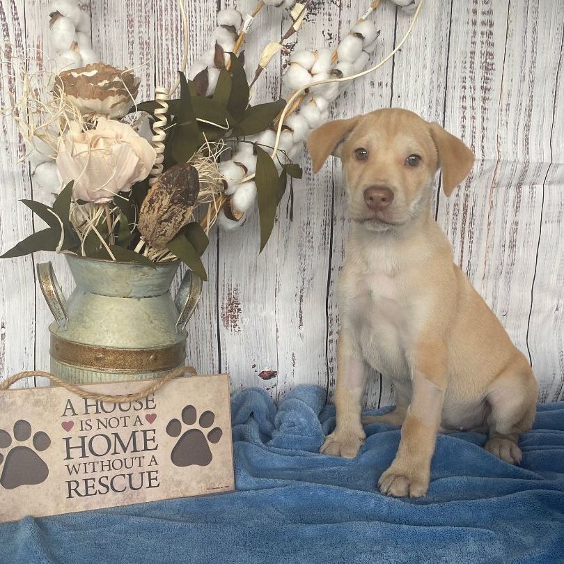 About the AdoptMe! campaign on Bonfire 3