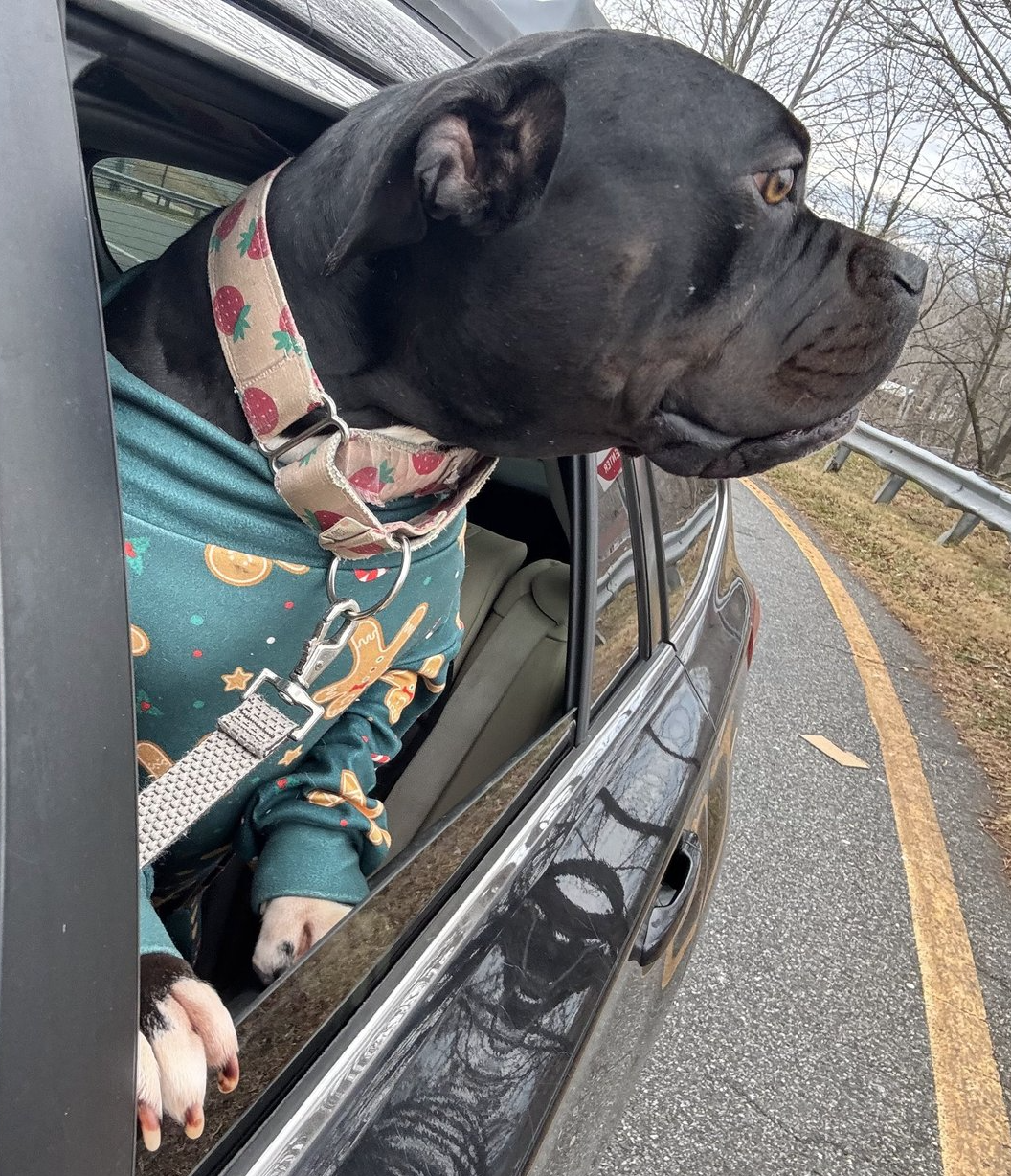 About the Be Sturdy Like Gertie! campaign on Bonfire 10