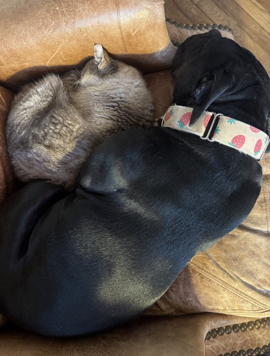 About the Be Sturdy Like Gertie! campaign on Bonfire 5