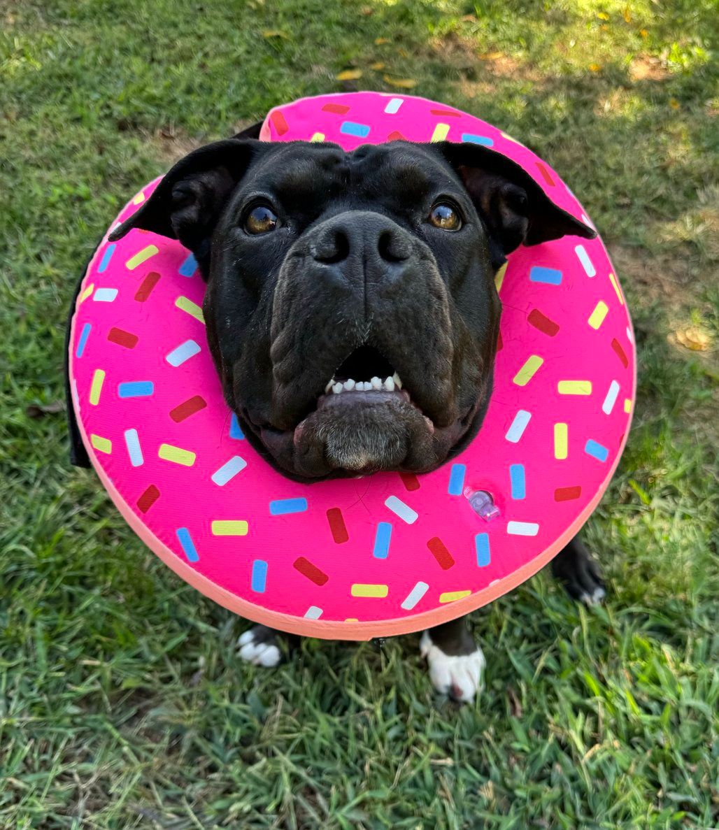 About the Be Sturdy Like Gertie! campaign on Bonfire 2