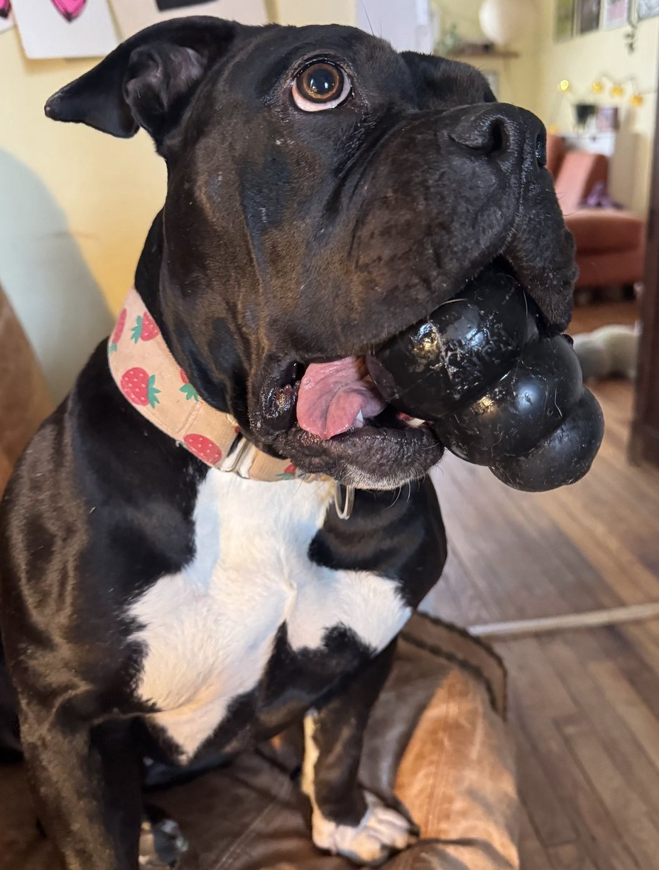 About the Be Sturdy Like Gertie! campaign on Bonfire 4