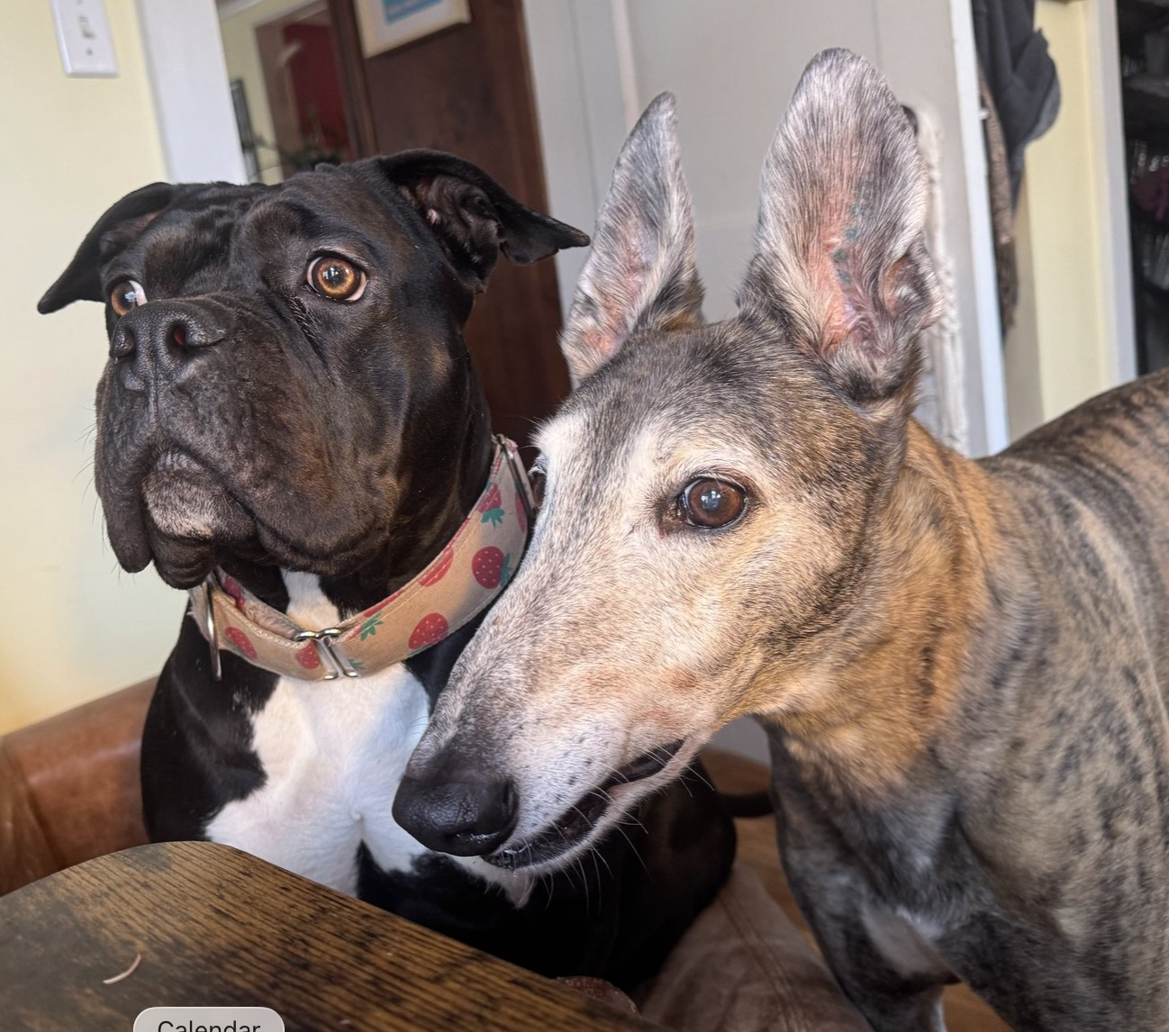 About the Be Sturdy Like Gertie! campaign on Bonfire 6