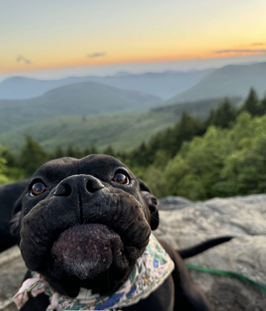 About the Be Sturdy Like Gertie! campaign on Bonfire 7