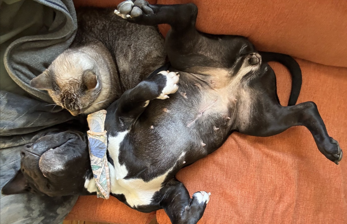 About the Be Sturdy Like Gertie! campaign on Bonfire 3