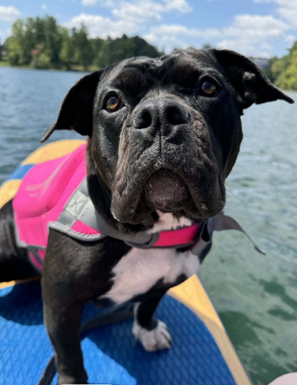 About the Be Sturdy Like Gertie! campaign on Bonfire 8