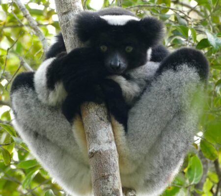 About the 2026 World Lemur Festival Shirts campaign on Bonfire 2