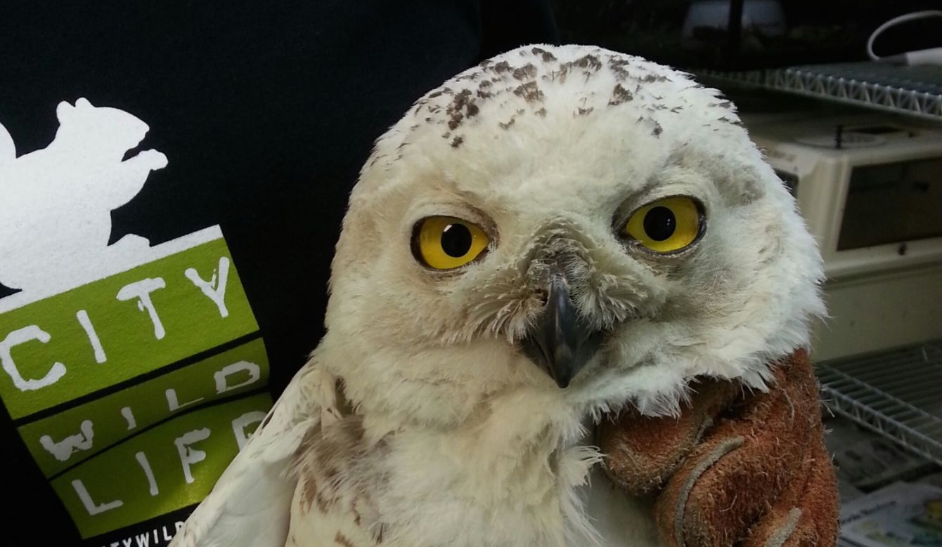 About the  campaign on Bonfire 2