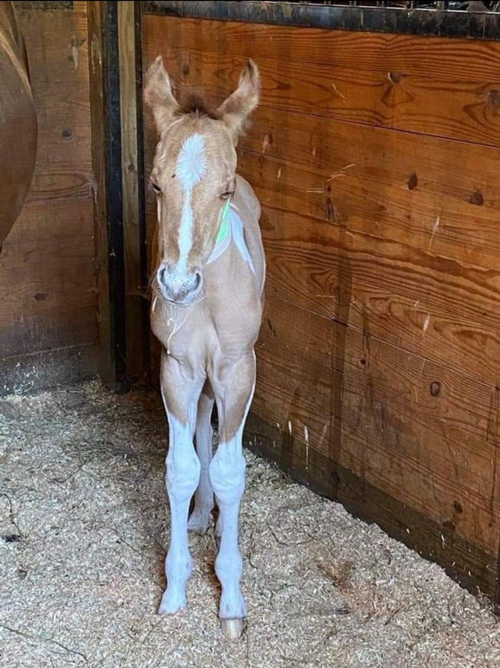 About the Endangered Spanish Mustangs&nbsp; campaign on Bonfire 2