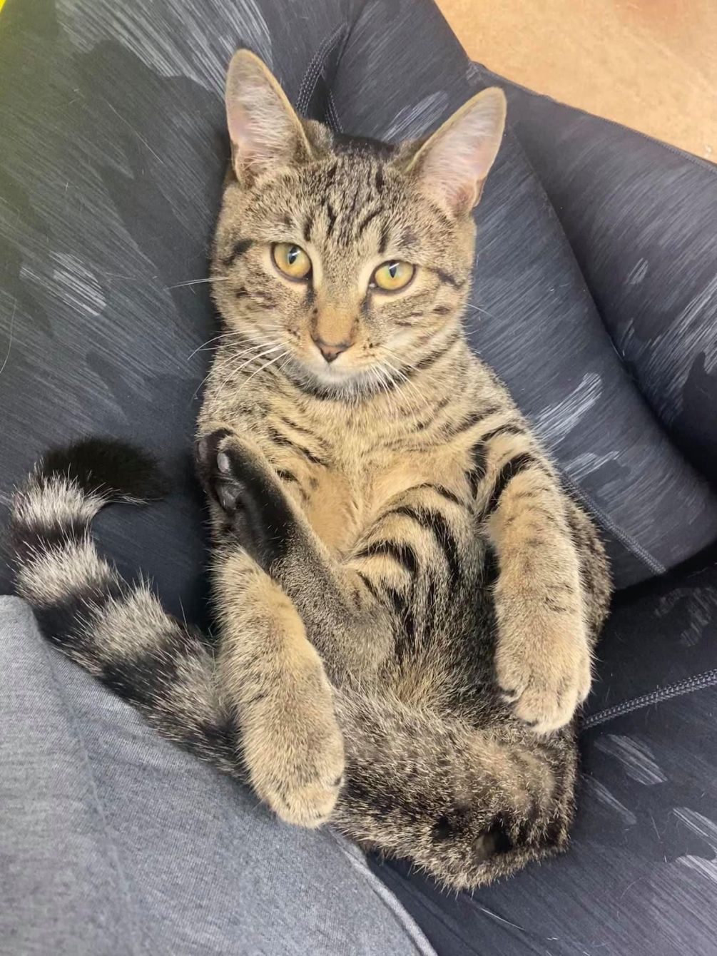 About the Peace, Love, Purr&nbsp; campaign on Bonfire 2