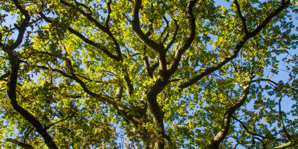 About the Heartland Tree Alliance Tees & Pullovers campaign on Bonfire 2