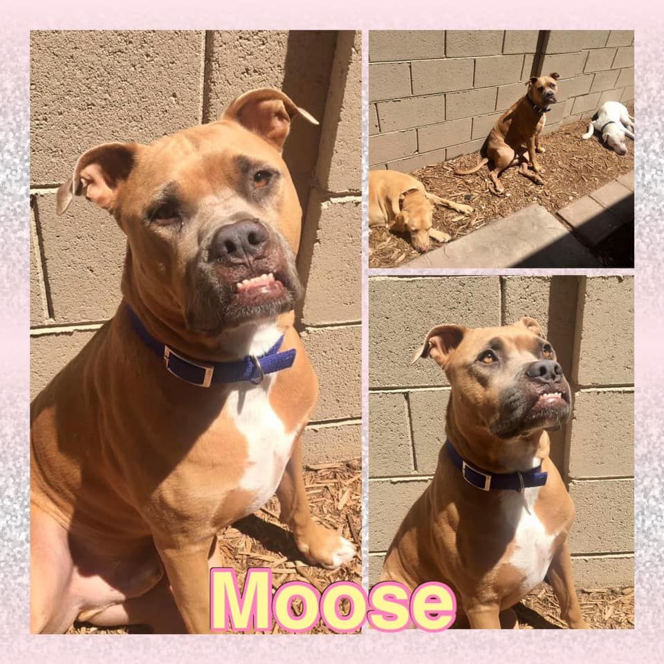 About the Show Me Your Pitties campaign on Bonfire 5