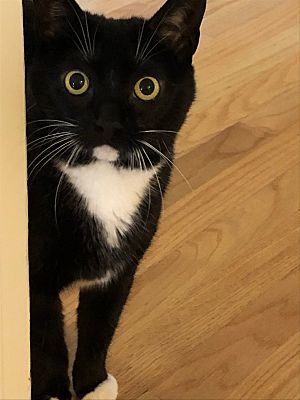 About the Black Cat Rescue - Rainbow Cat campaign on Bonfire 2