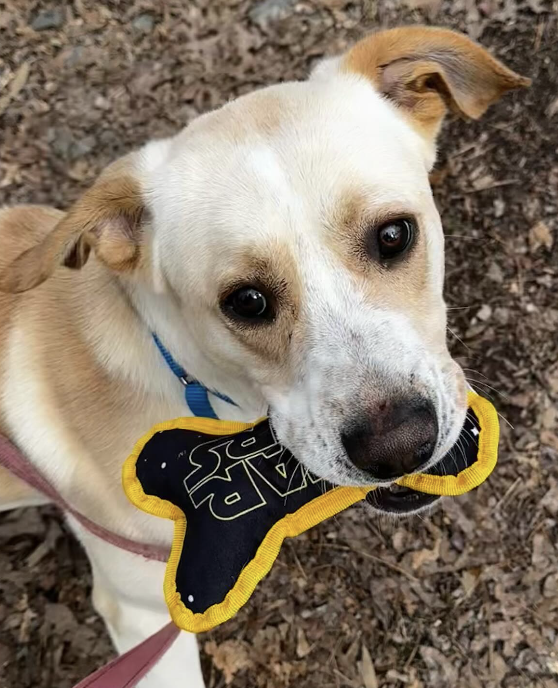 About the  campaign on Bonfire 2