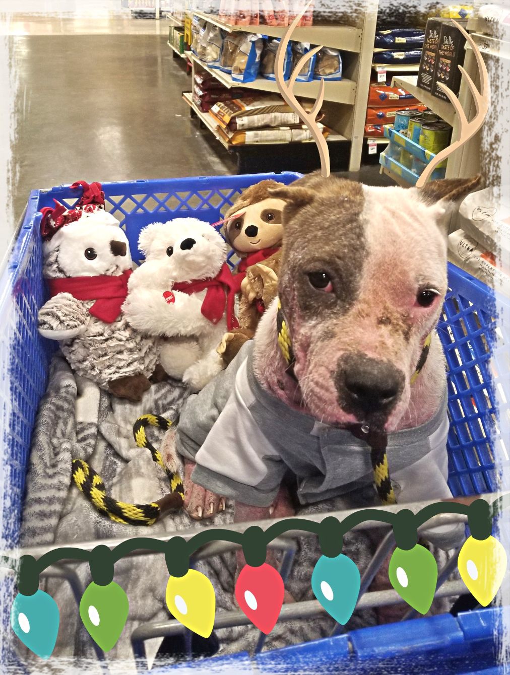 About the Acadia Homeless Pets campaign on Bonfire 2