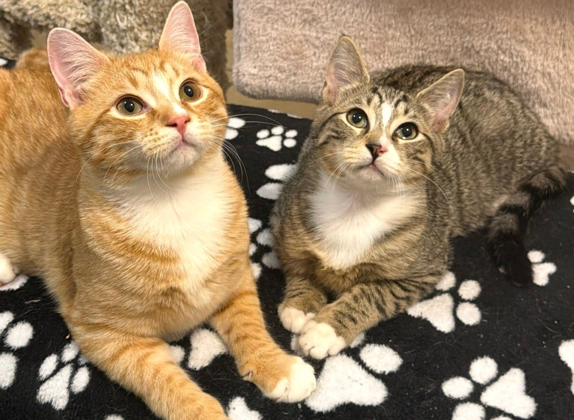 About the Animals In Distress NJ campaign on Bonfire 2