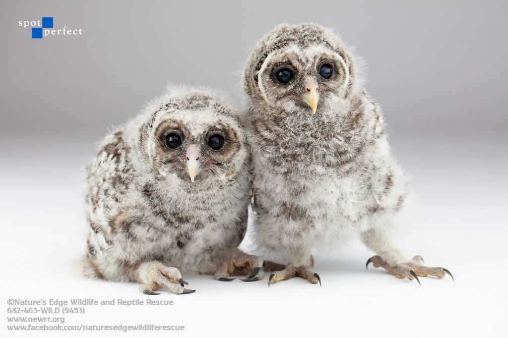 About the  campaign on Bonfire 9