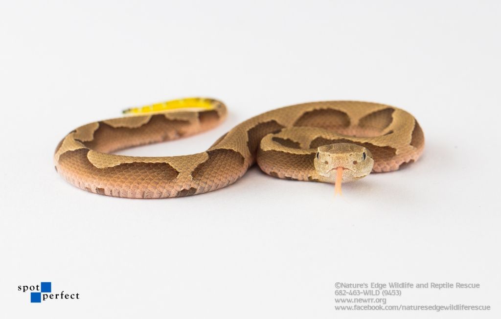 About the  campaign on Bonfire 8