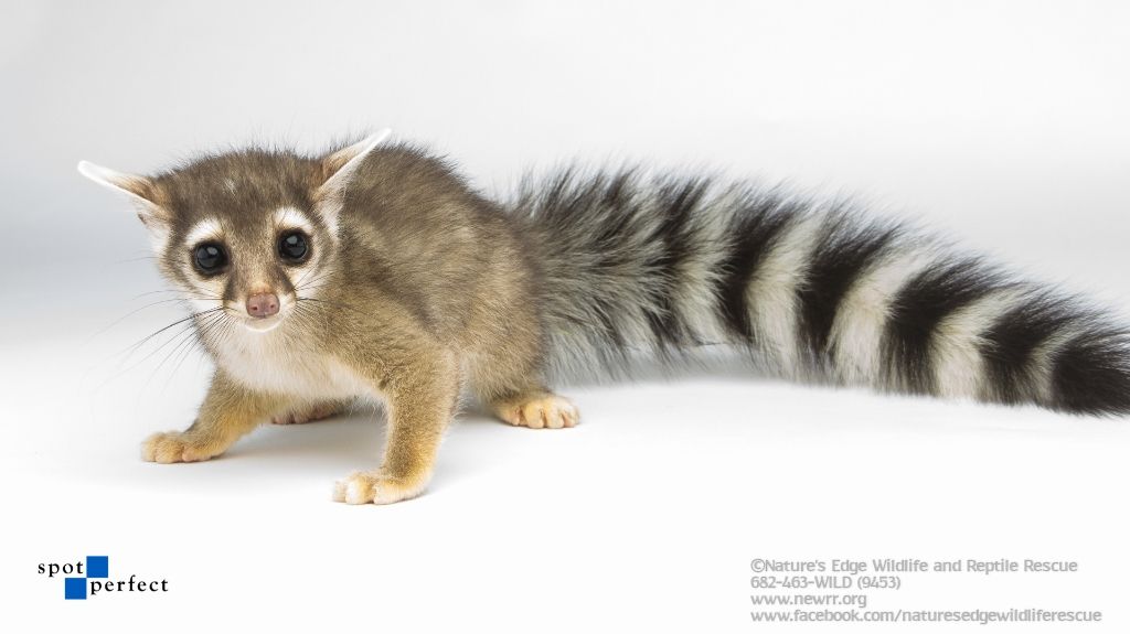 About the  campaign on Bonfire 13