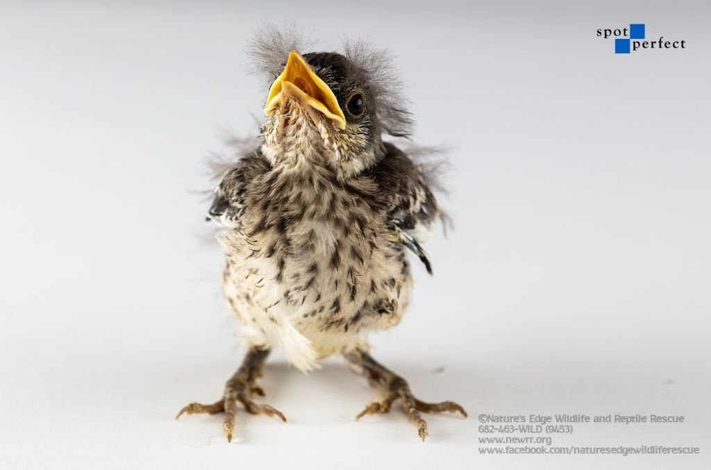 About the  campaign on Bonfire 7