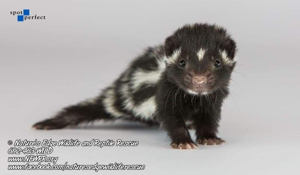 About the  campaign on Bonfire 6