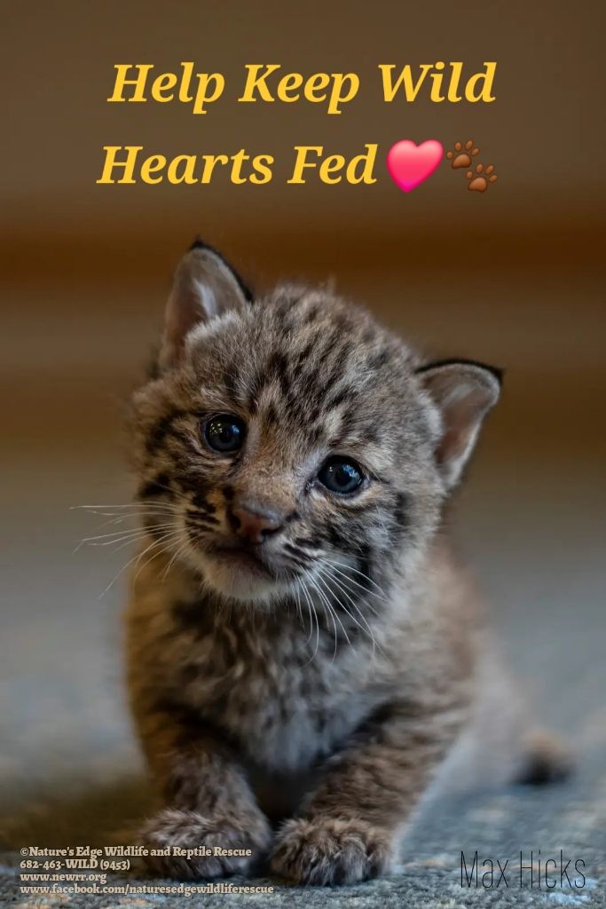 About the  campaign on Bonfire 3