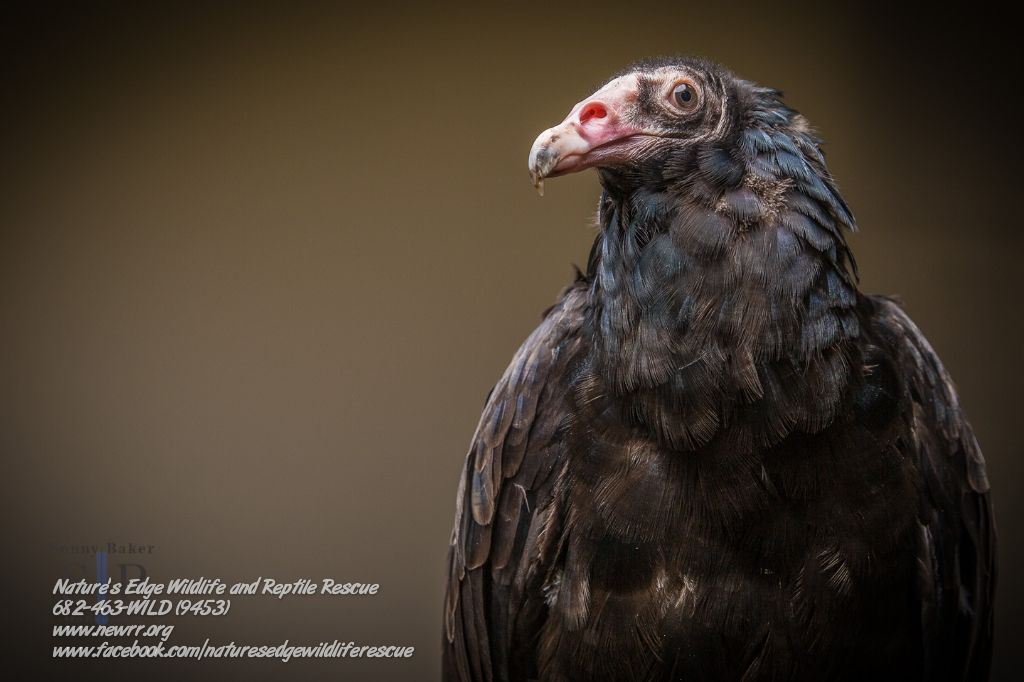 About the  campaign on Bonfire 2