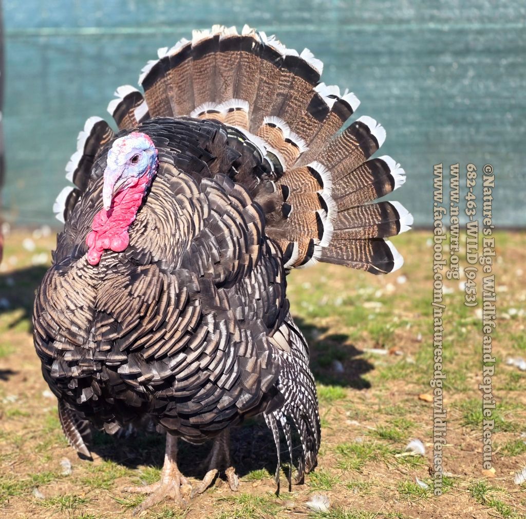 About the  campaign on Bonfire 4