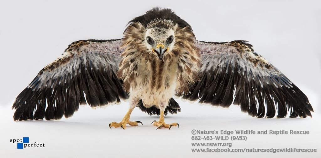 About the  campaign on Bonfire 10