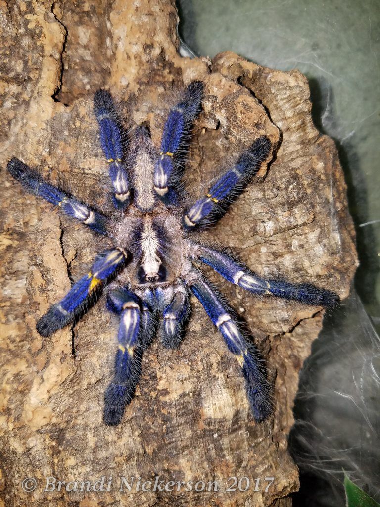 About the  campaign on Bonfire 5