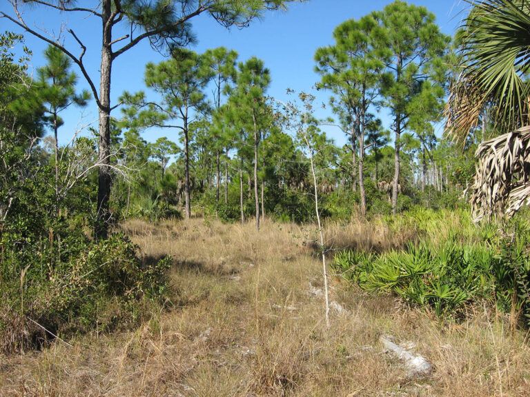 About the  campaign on Bonfire 7