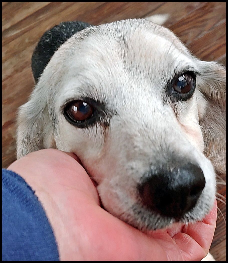 About the Rescue A Beagle campaign on Bonfire 1