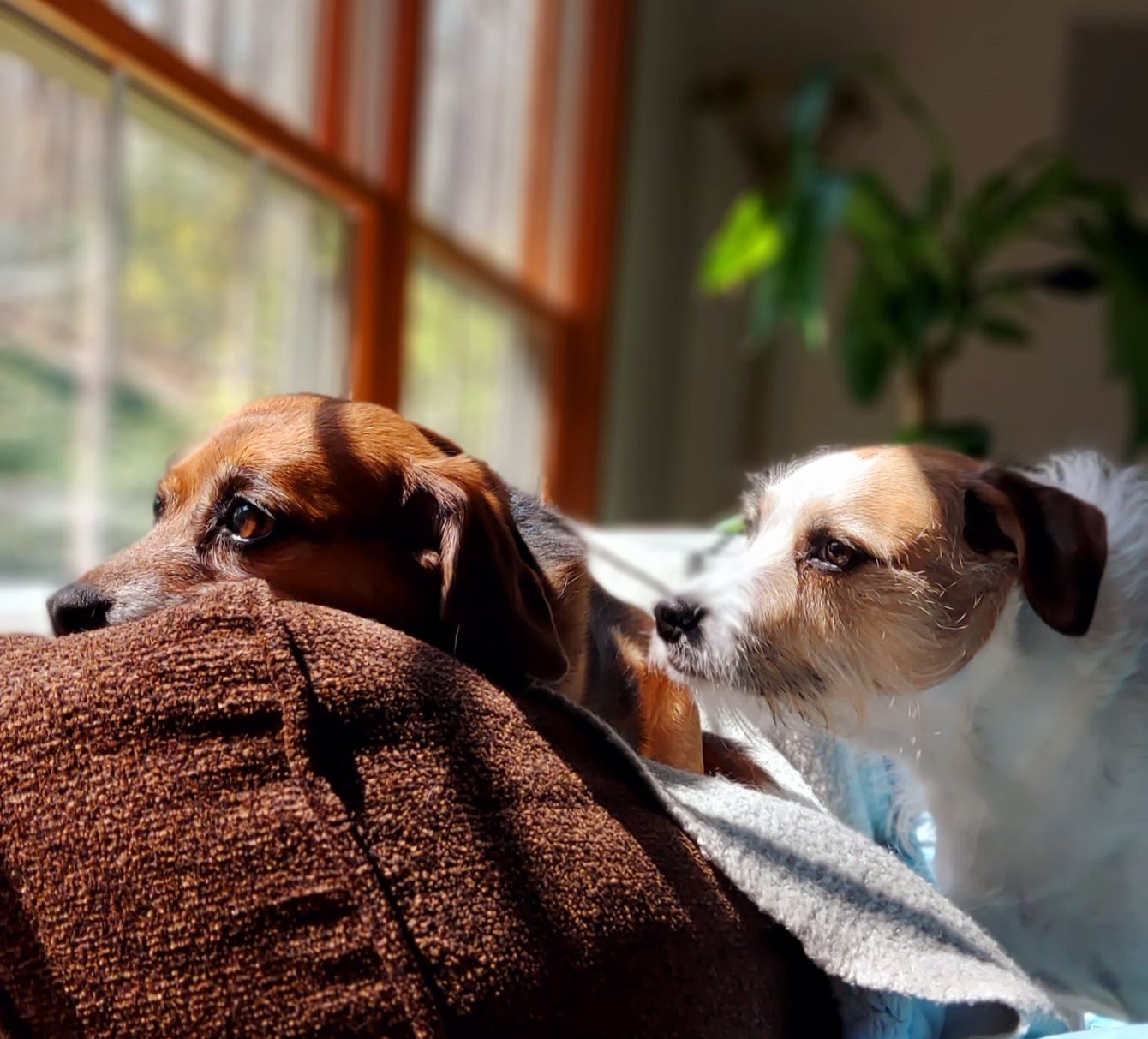 About the Rescue pups team up to help fight cancer. campaign on Bonfire 2