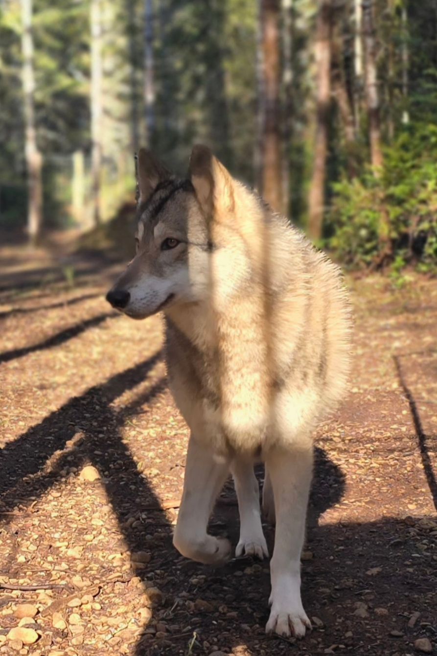 About the RANGO IN FLOWERS&nbsp; campaign on Bonfire 3