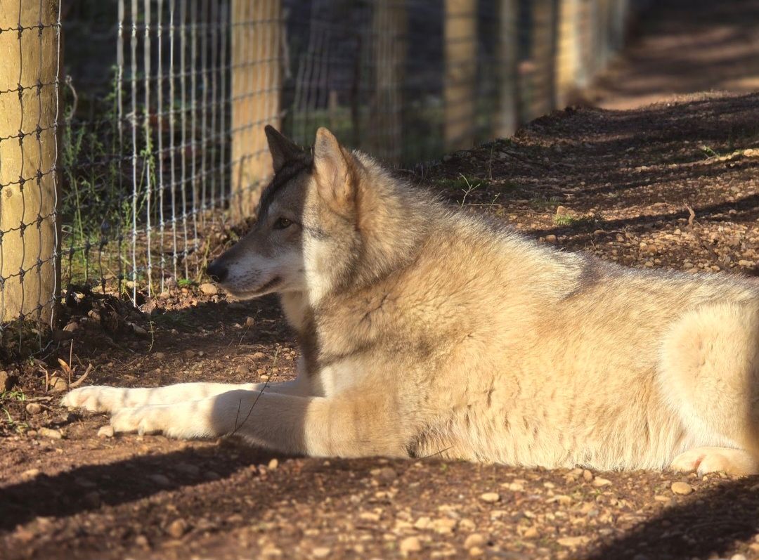 About the RANGO IN FLOWERS&nbsp; campaign on Bonfire 2