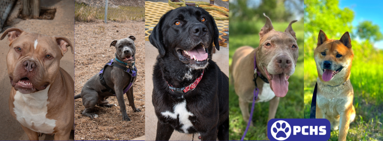 About the PCHS Dog Design Apparel Fundraiser campaign on Bonfire 2