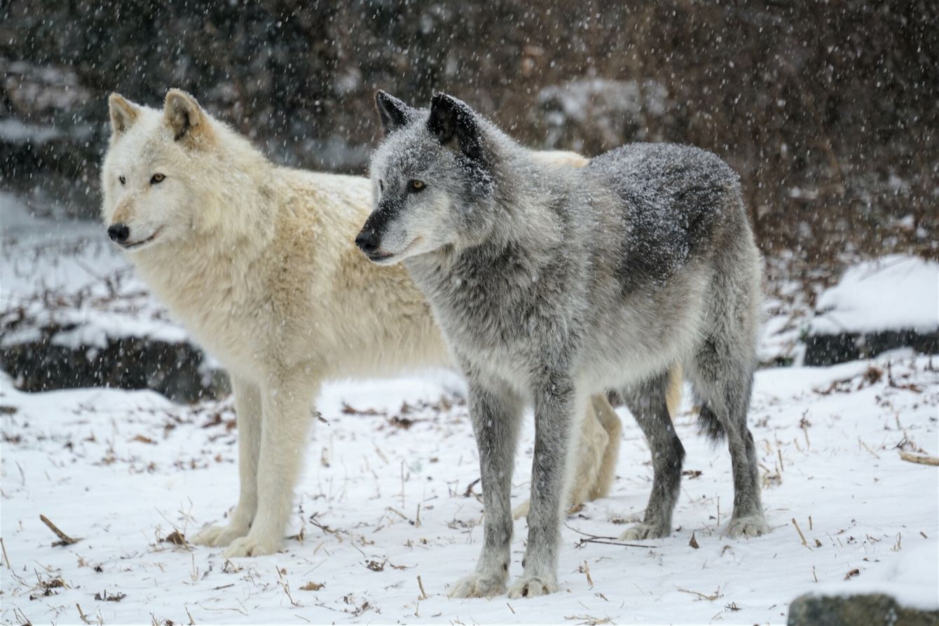 Wolf Awareness Week Spanish Bonfire