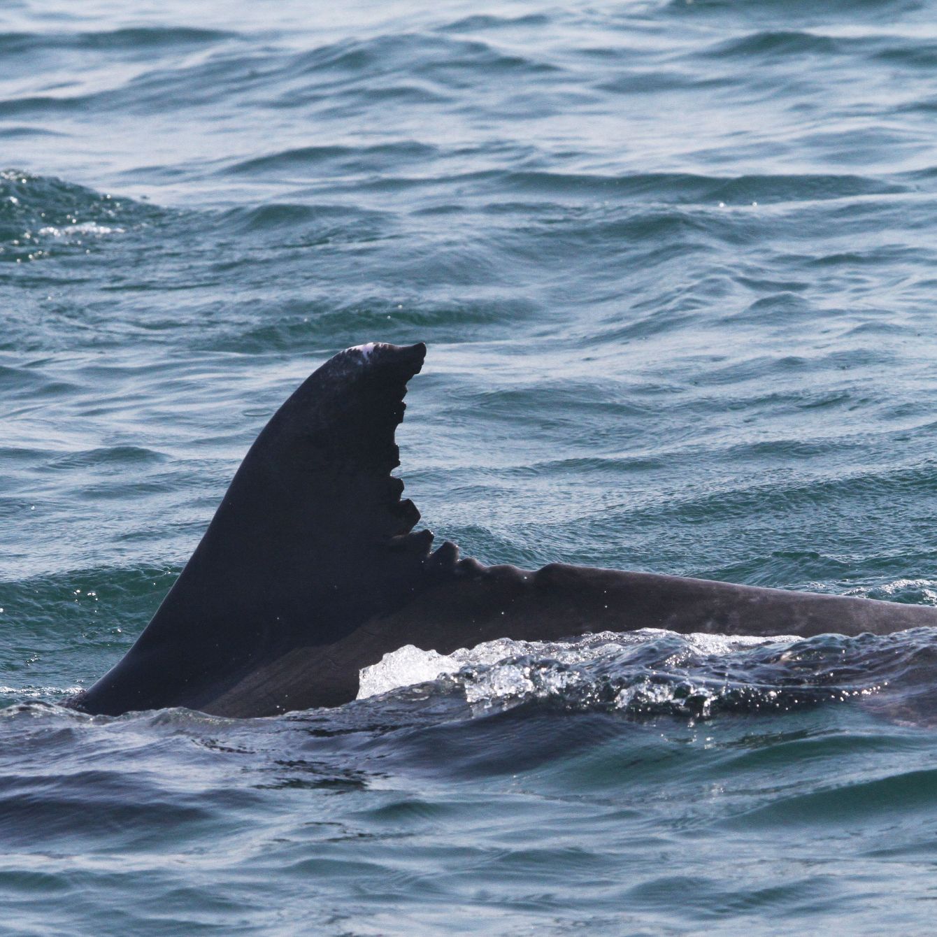 About the sling bag helping ocean conservation society campaign on Bonfire 2