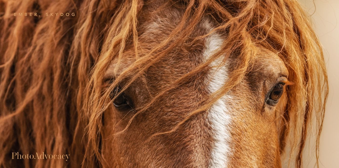 About the Ember Year of the Fire Horse campaign on Bonfire 1