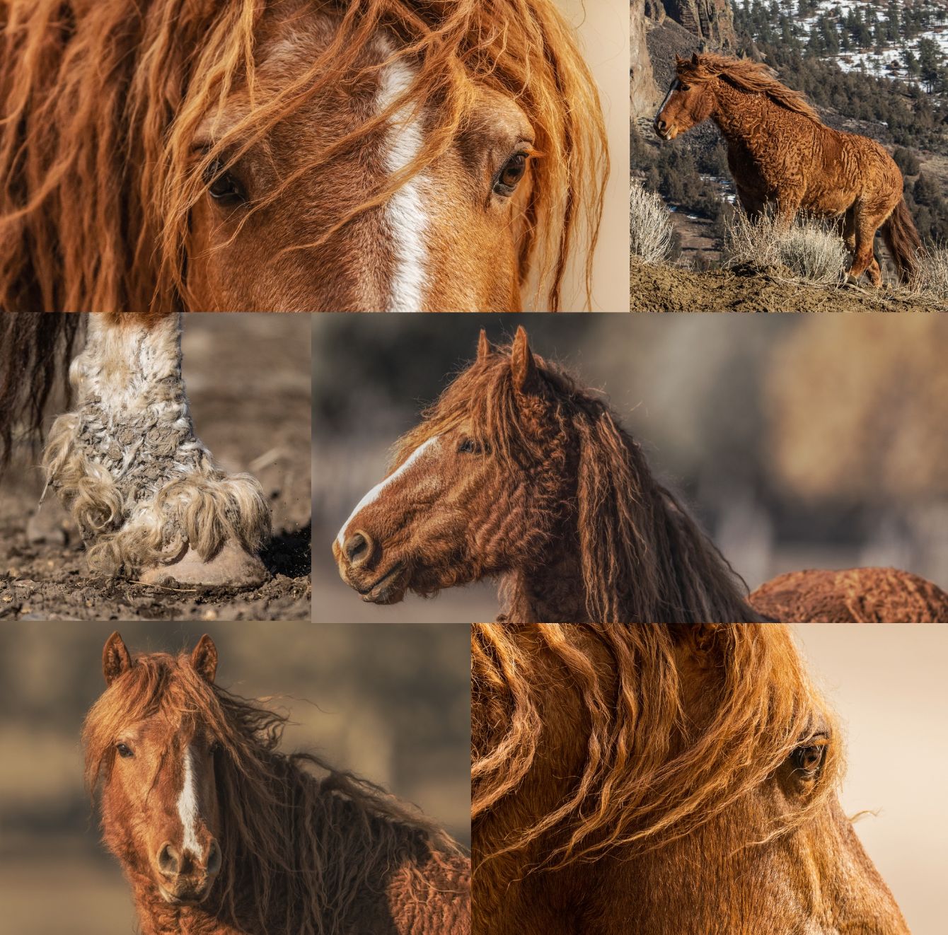 About the Ember Year of the Fire Horse campaign on Bonfire 3