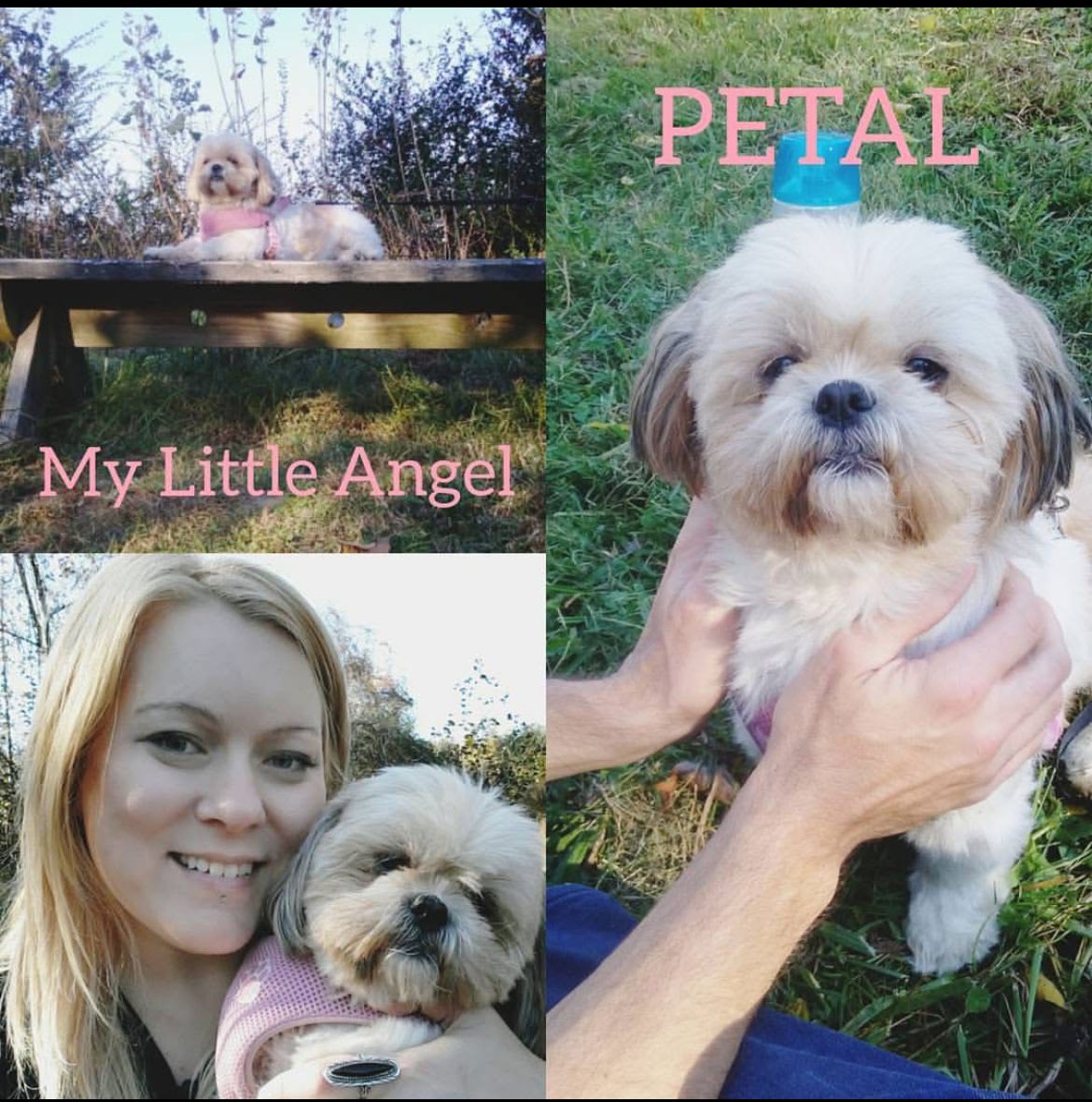 About the Miracles are Possible - Petal campaign on Bonfire 2