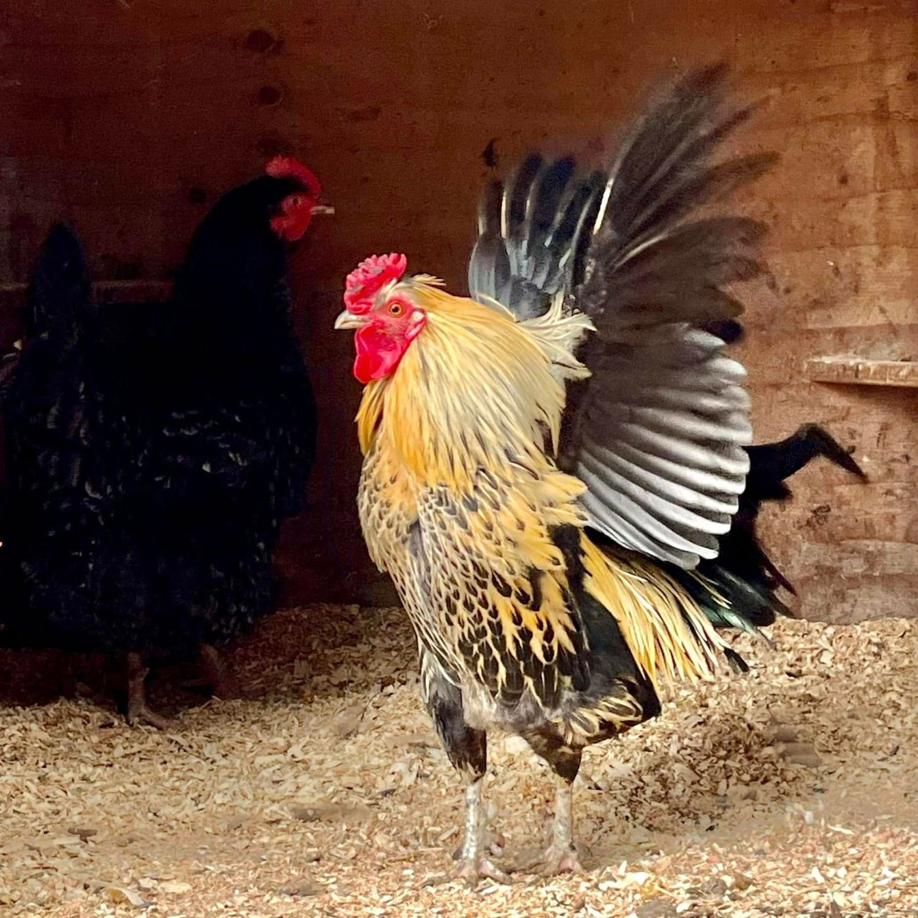 About the 14 years of rescue campaign on Bonfire 2