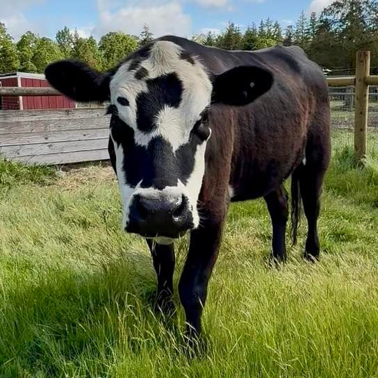 About the 14 years of rescue campaign on Bonfire 7