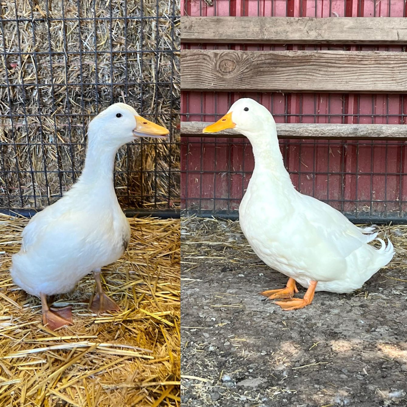 About the 14 years of rescue campaign on Bonfire 4