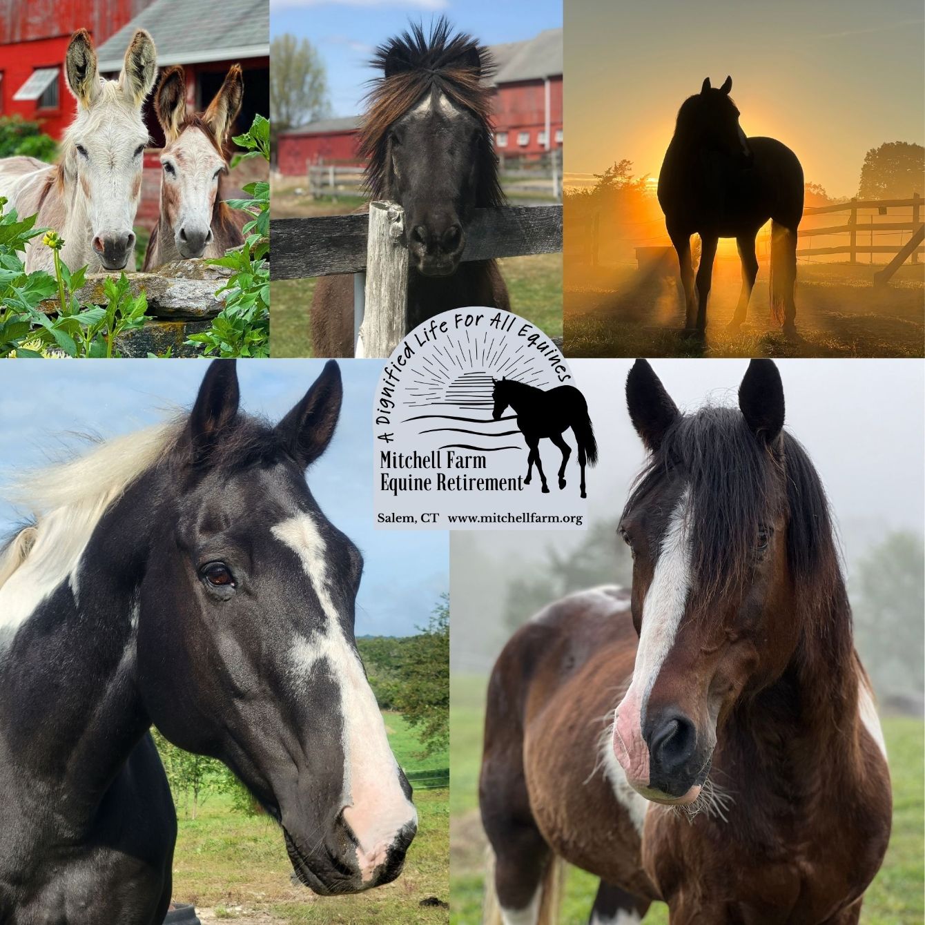 About the A Dignified Life For All Equines campaign on Bonfire 2