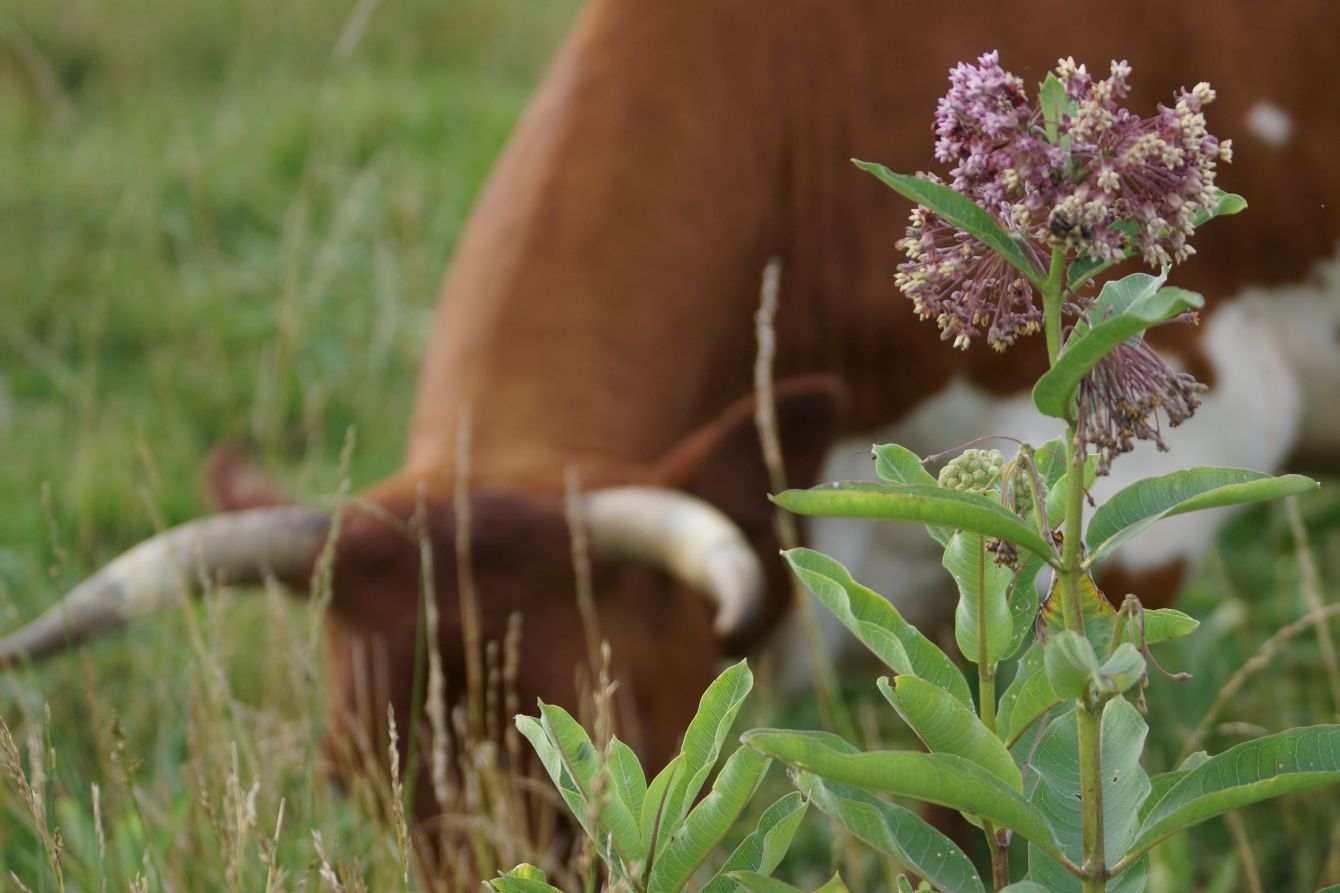 About the Graze Against The Machine Activism campaign on Bonfire 4