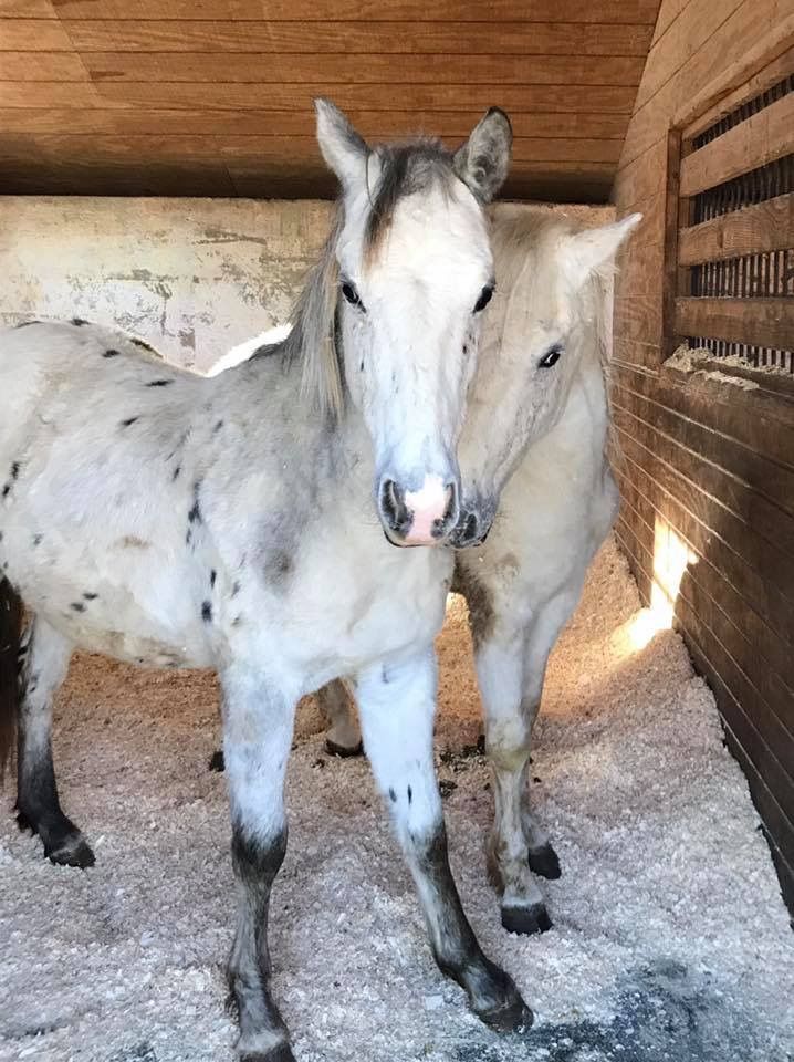 About the Help a Horse campaign on Bonfire 3