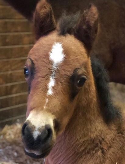 About the Help a Horse campaign on Bonfire 0