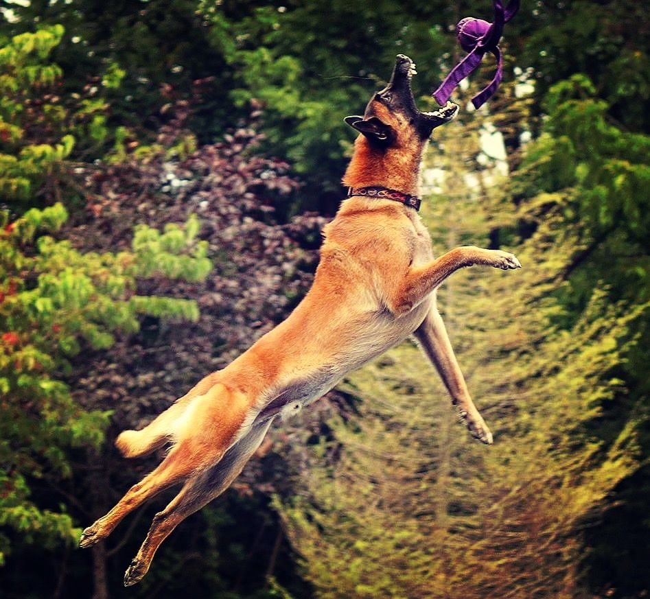 About the Rescues Rock&nbsp; campaign on Bonfire 2